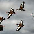 Black Bellied Whistling Ducks